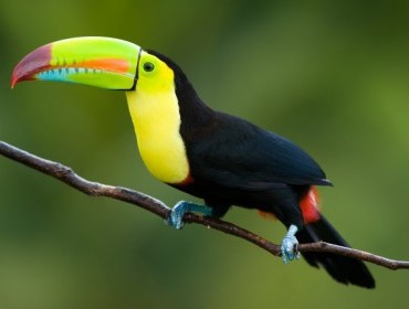 Daiquiri’s Colorful Costa Rica